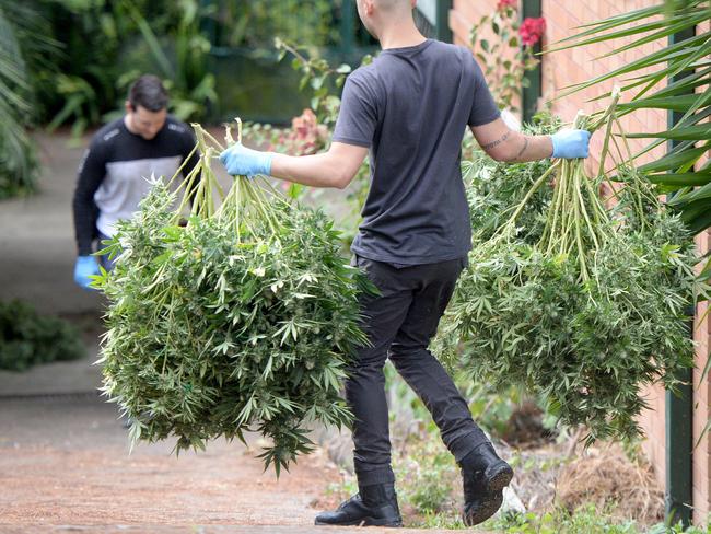 Some of the cannabis seized in Farnell St, West Ryde. Photo: Jeremy Piper