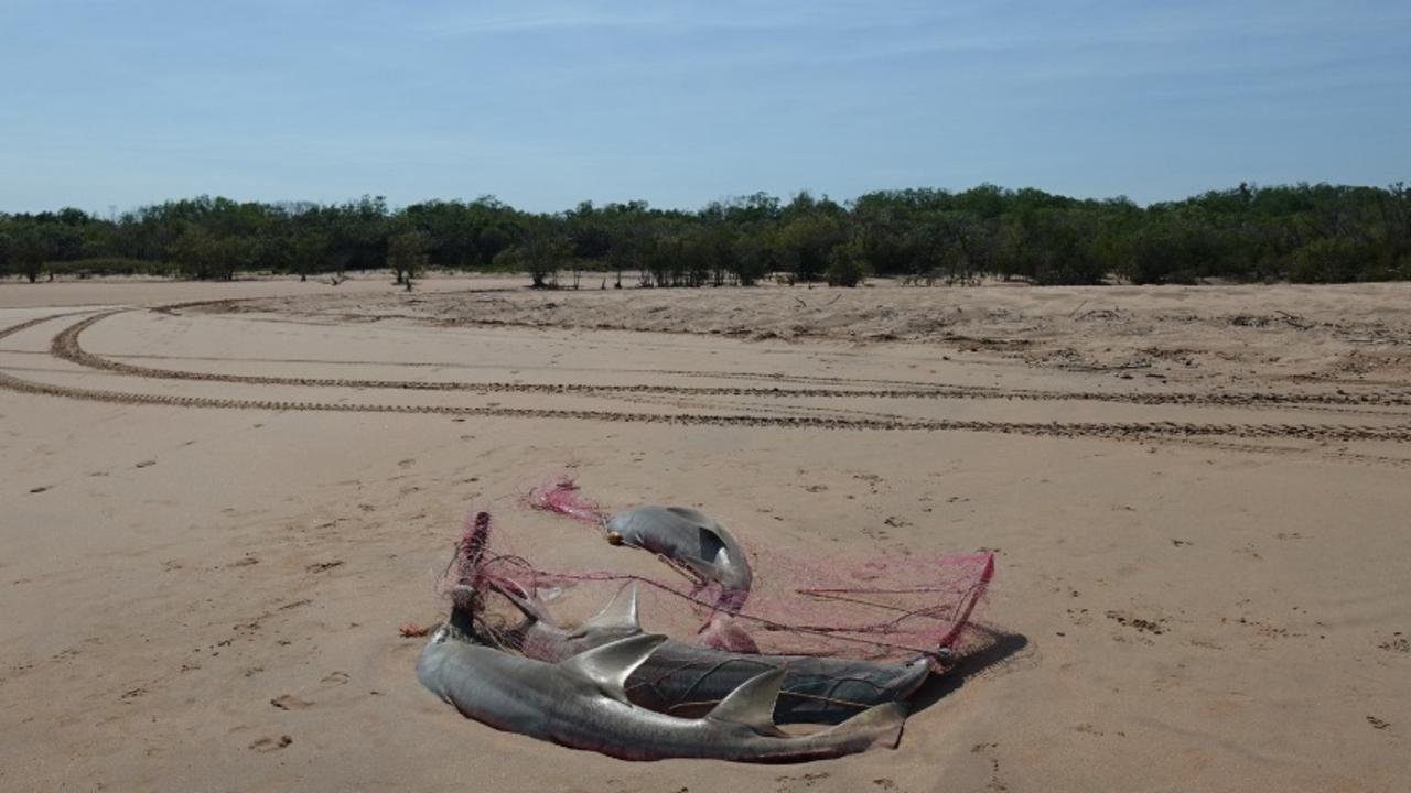 NT Fisheries is investigating three Dwarf Sawfish tangled in fishing netting on Dundee Beach. Picture: Facebook / NT Fisheries