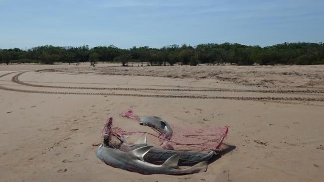 NT Fisheries is investigating three Dwarf Sawfish tangled in fishing netting on Dundee Beach. Picture: Facebook / NT Fisheries