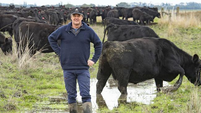 NEWS: Te Mania Angus Tom GubbinsState of the season - western district has been pretty wet, yarn on weather so far and how the season is treating producers.PICTURED: Tom Gubbins with his pregnant cows.PICTURE: ZOE PHILLIPS