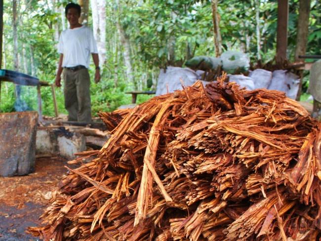 It is made from a combination of the ayahuasca vine and a shrub called chacruna.