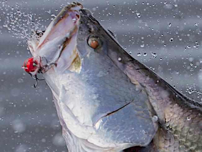 Daniel McCormack hooks up on a 86cm Barramundi in the Archer River in North Queensland, the prize fish put on an aerial display before being released. Picture: Marc McCormack