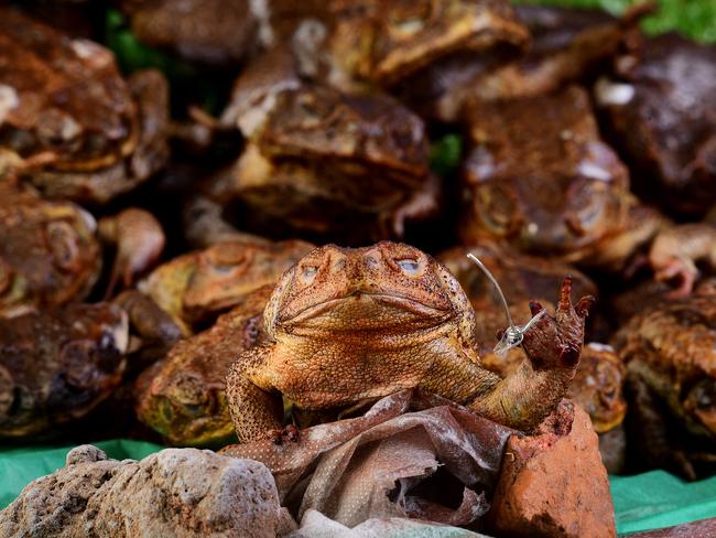 Cane toads have had a huge impact on native animals. Picture: Justin Kennedy