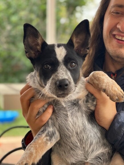 Nushka the blue heeler. Picture: Supplied.