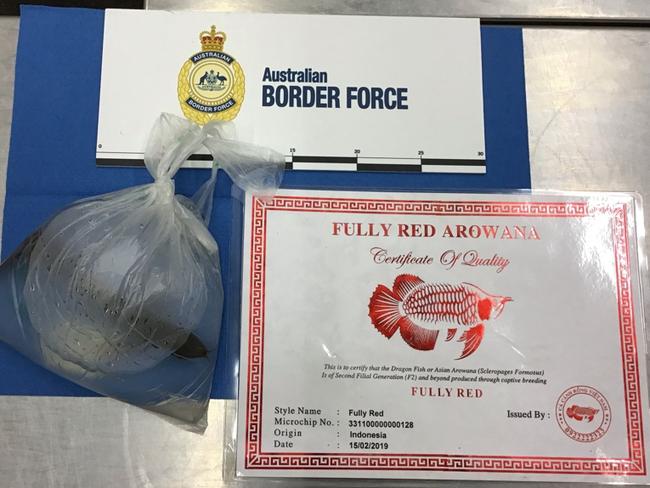 The endangered red Asian Arowana fish and certificate seized at Adelaide Airport. Picture: Australian Border Force