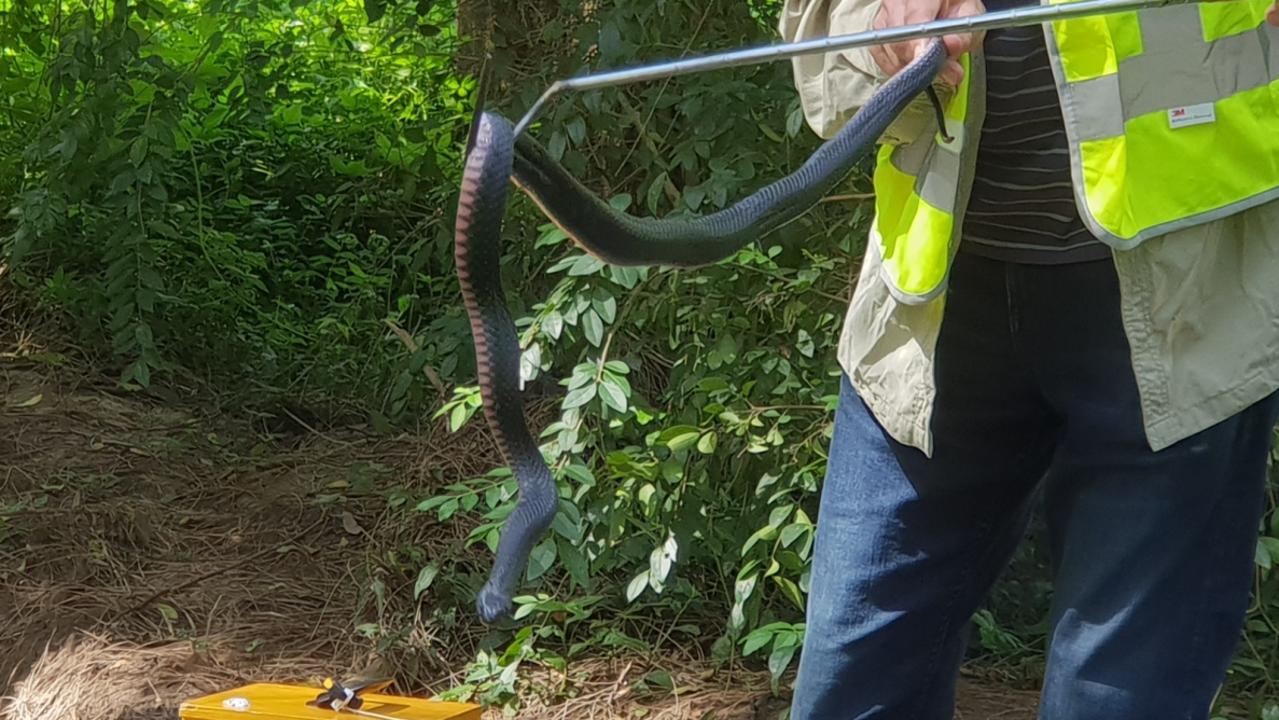 Red bellied black snake bites Longueville gardener | Daily Telegraph
