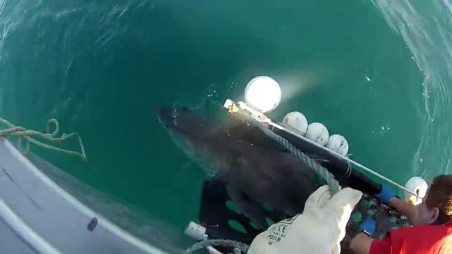 Ballina tagged shark released