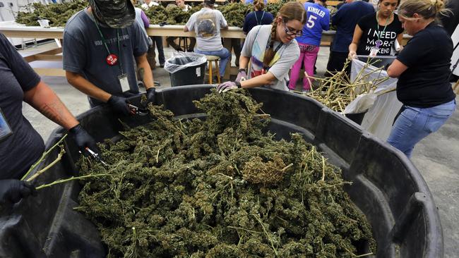 With marijuana now legal in Colorado, farmers now have a legal way of processing this crop. Picture: Brennan Linsley / AP