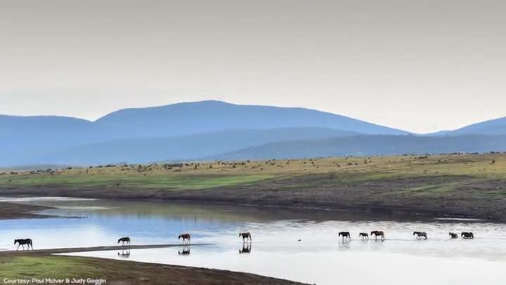 Wild brumbies