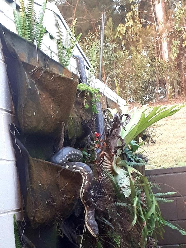 Miami local Codie Scott found this big snake, believed to be a carpet python at Miami, Gold Coast this week as mating season gets underway. Picture: Codie Scott