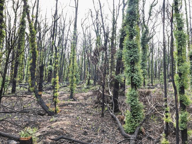 Forest along the Great Alpine Road between Bruthen and Ensay in East Gippsland are starting to regrow following the fires and then rain in early 2020.Photo: DANNIKA BONSER