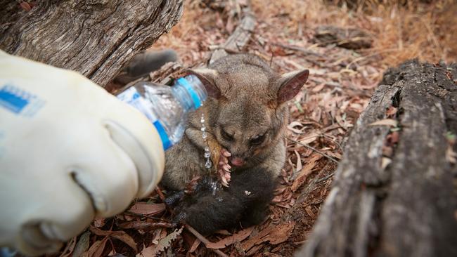 Volunteer firefighter Pat Smith pours water onto the feet of a possum suffering burns after bushfires near Tumbarumba in New South Wales. Picture: AFP