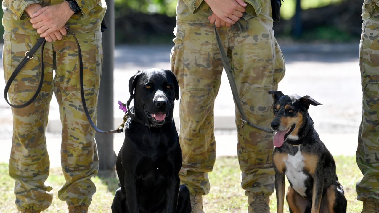 War Animal Day service at Thuringowa RSL honours dogs, horses, animals ...