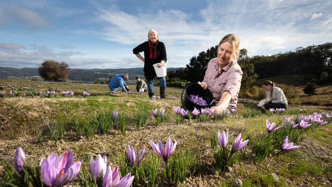 Nicky Noonan of Tas-Saff, left, and farm worker Sally Brown harvest saffron at Glaziers Bay in southern Tasmania. Picture: Peter Mathew