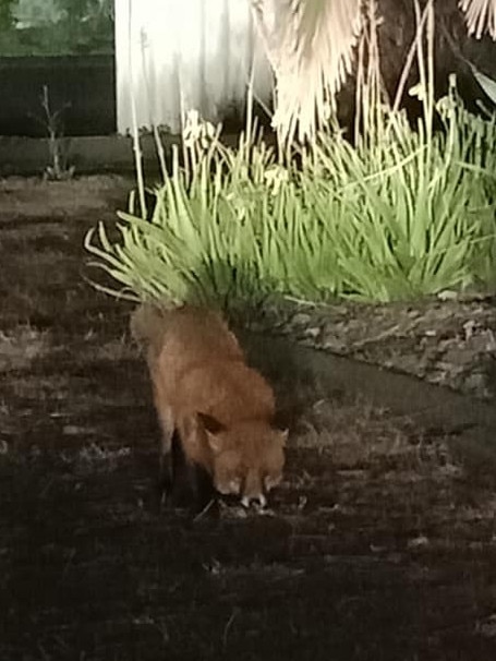 Brenda Batson returned to her North Haven home on Saturday, July 11 at 7.30pm to find this fox in her front yard. Picture: Brenda Batson