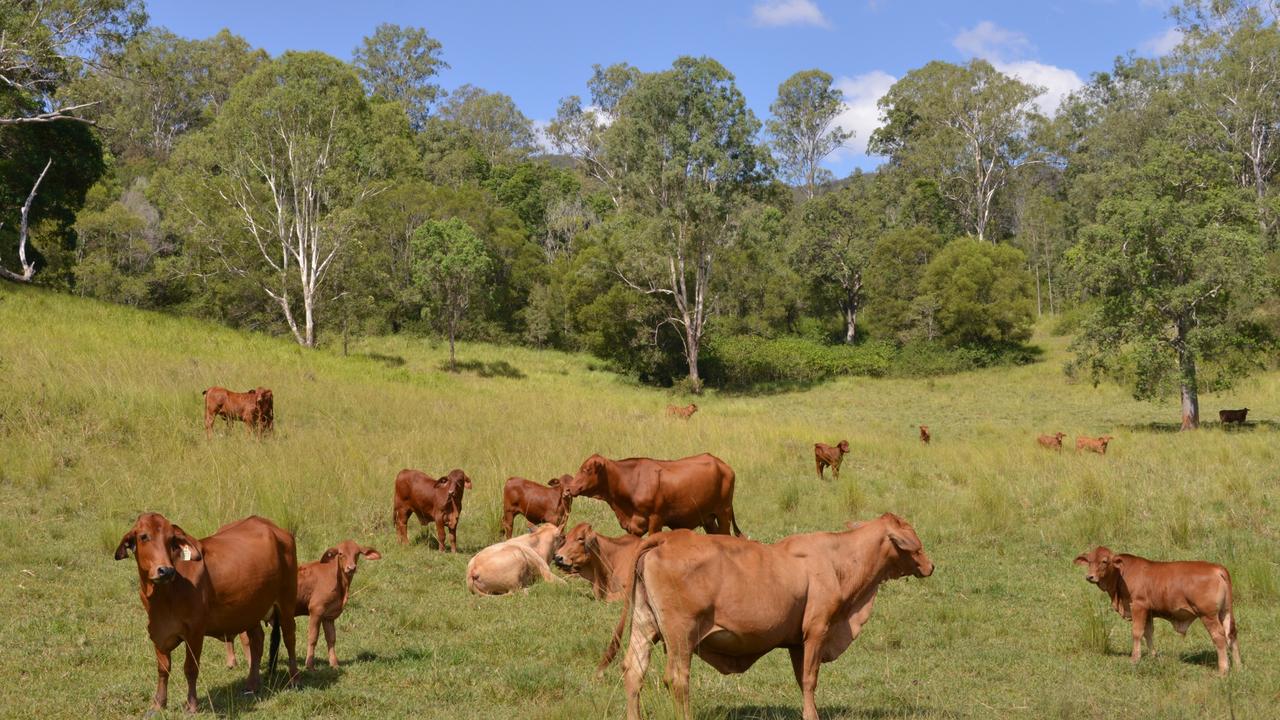 Beef profits increasingly volatile for producer and processors