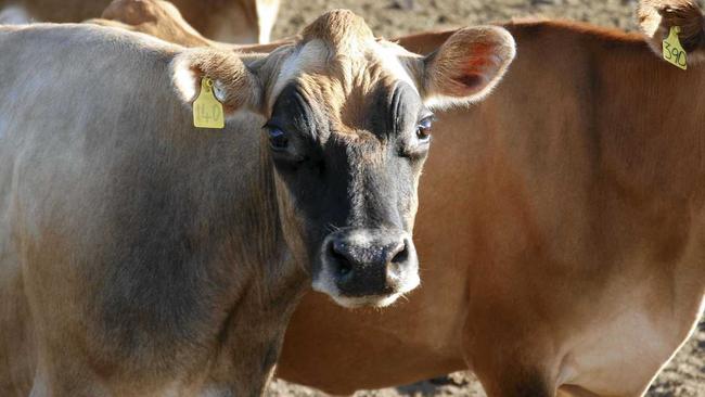 YOUR SAY: The Queensland Government is seeking feedback about cattle pregnancy testing and ovarian scanning for commercial purposes and scientific research. Picture: Dominic Elsome