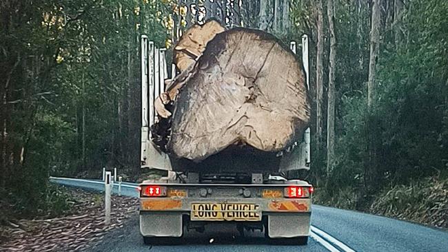 Recently felled giant trees (so stumps, etc) in various production forests in Tasmania. The state-owned logger has a policy of retaining trees greater than 2.5m diameter where possible, but in recent times has felled some of these trees.