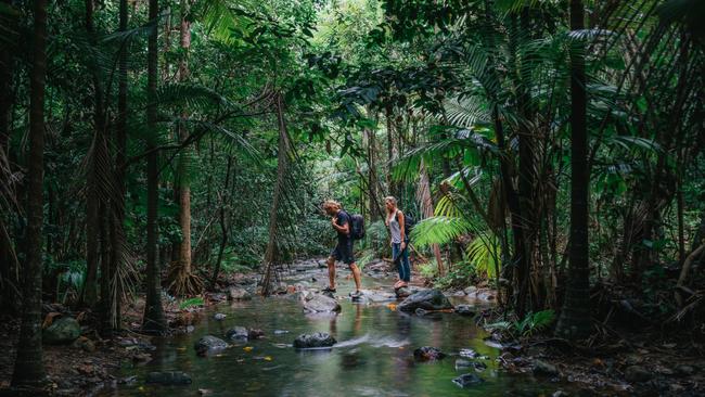 The lush greenery of the Daintree. Picture: Tourism Tropical North Queensland