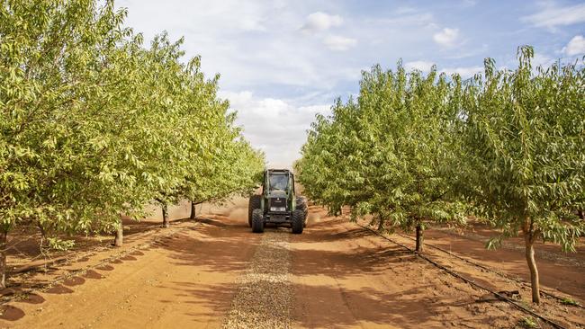 Australian almonds are in strong demand in India.