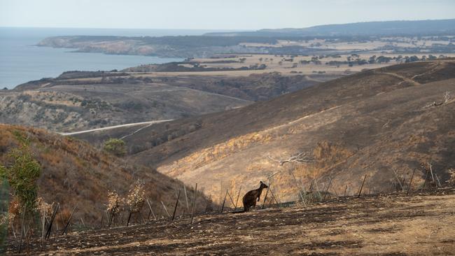 A kangaroo stands on above Snellings Beach on the north coast of Kangaroo Island. Picture: Brad Fleet