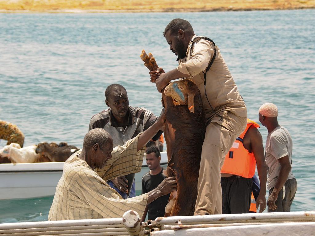 The livestock vessel was exporting the animals from Sudan to Saudi Arabia when it sank after several thousand more animals were loaded on board than it was meant to carry.