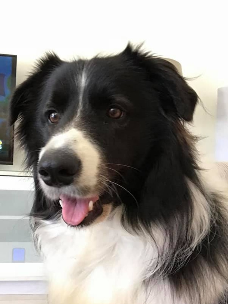 Arlo the Border Collie