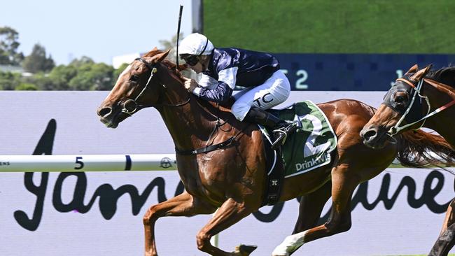 Serpentine gets the chance to prove himself over two miles in the Sydney Cup. Picture: Bradley Photos