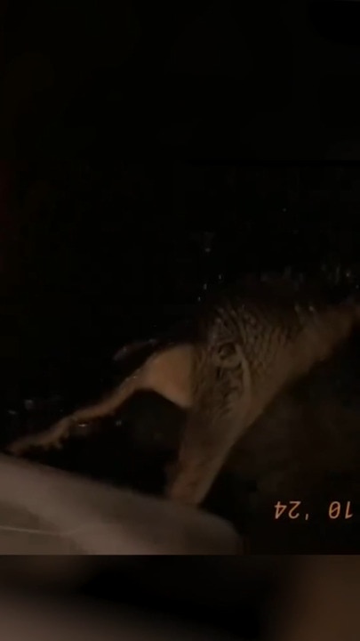 Alligator seen attacking car tyre