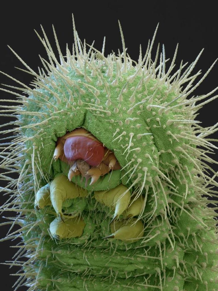 This fuzzy caterpillar spends almost all its life eating, before transforming into the better-looking common blue butterfly. Picture: Eye of Science/Science Photo Library