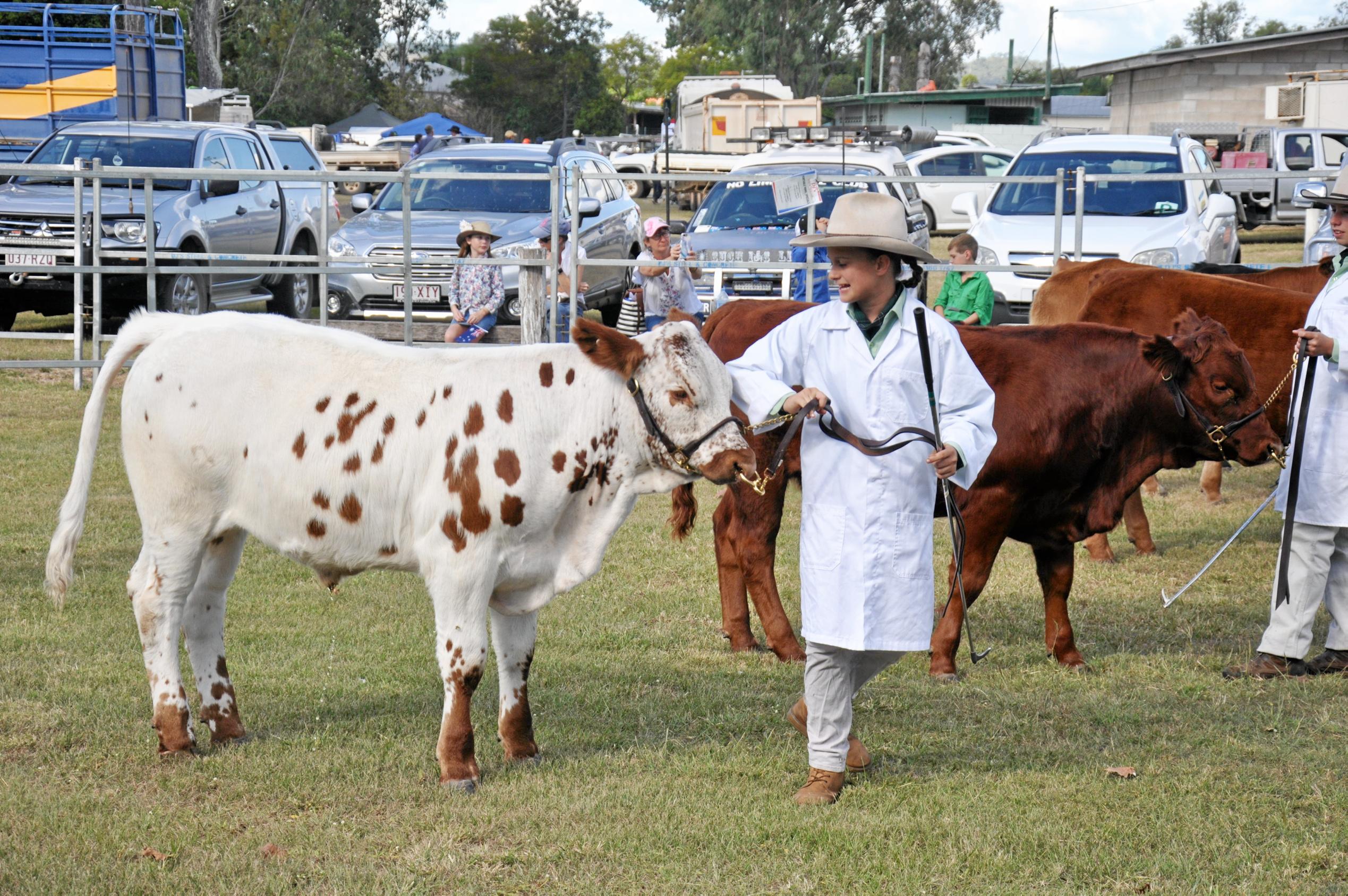 Cattle Club at Monto Show | The Courier Mail