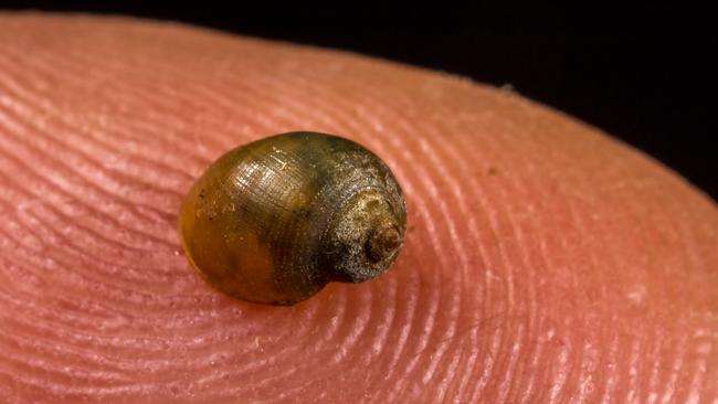 A yet unknown snail found in the middle of the Gibson Desert. PICTURE: ROB WHYTE (Toadshow)