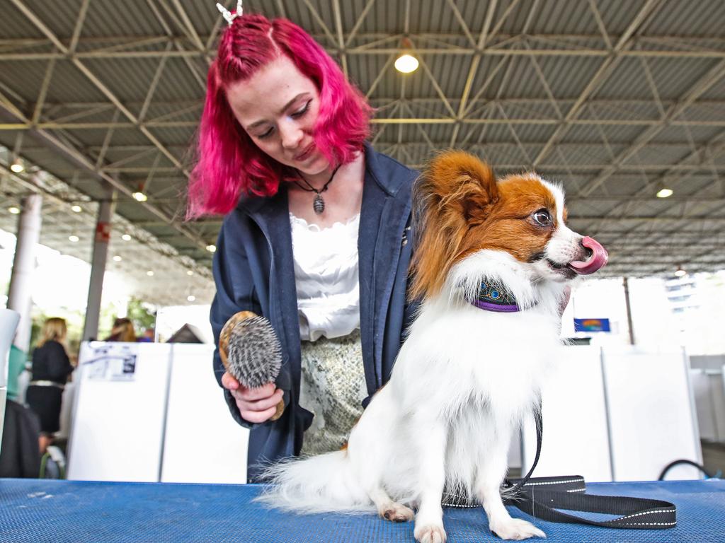 Chloe Keast with her 18-month-old Papillon, Billie, during the 2022 Ekka dog show. Picture: Zak Simmonds