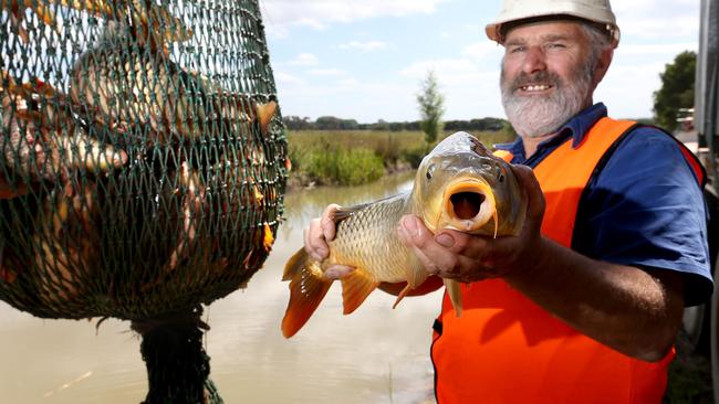 K & C Fisheries, in Sale, making money out of selling carp