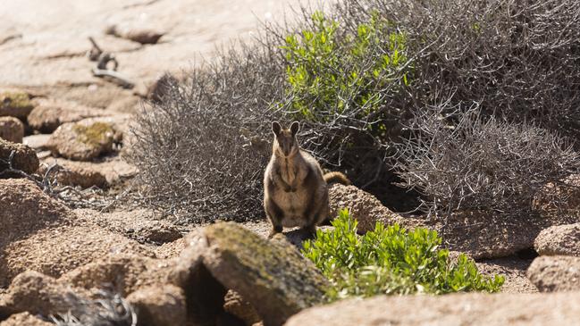 Black-footed rock wallabies spotted at Pearson Isles. Picture: Eliza Muirhead / Sea Shepherd.