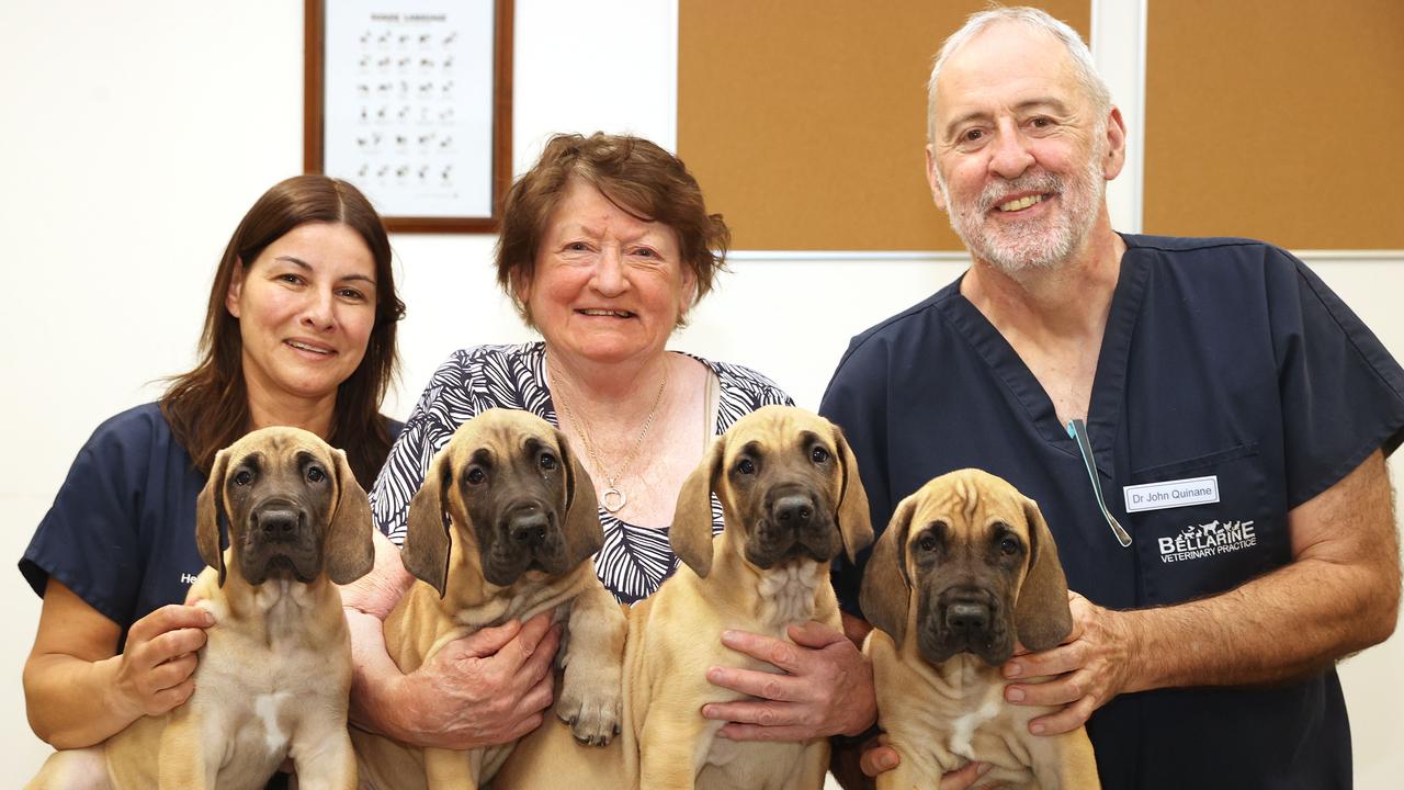 Great Danes born from decades old semen