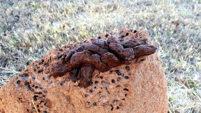 A hiker walking near the Eignasleigh River in central Far North Queensland thought he may have found traces of a yowie marking its territory after spotting a large pile of unusual droppings on top of a termite mound. Other suspected "yowie markings" have also been found, such as old railway sleepers high in the treetops. PICTURE: SUPPLIED