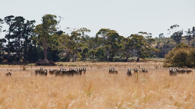 The flock. Picture: Samuel Shelley