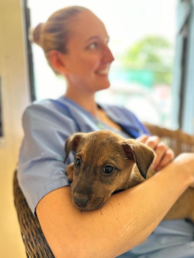 Lots of dogs are treated at Te Are Manu vet clinic in the Cook Islands. Picture: Vets Beyond Borders