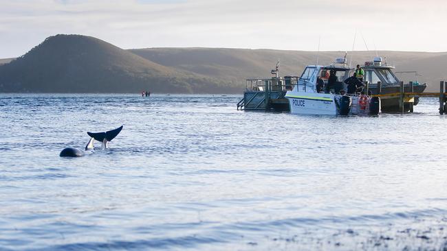 The rescue operation winds up for the day on September 22, 2020 after about 270 pilot whales became stranded at Macquarie Heads at Strahan. Picture: PATRICK GEE