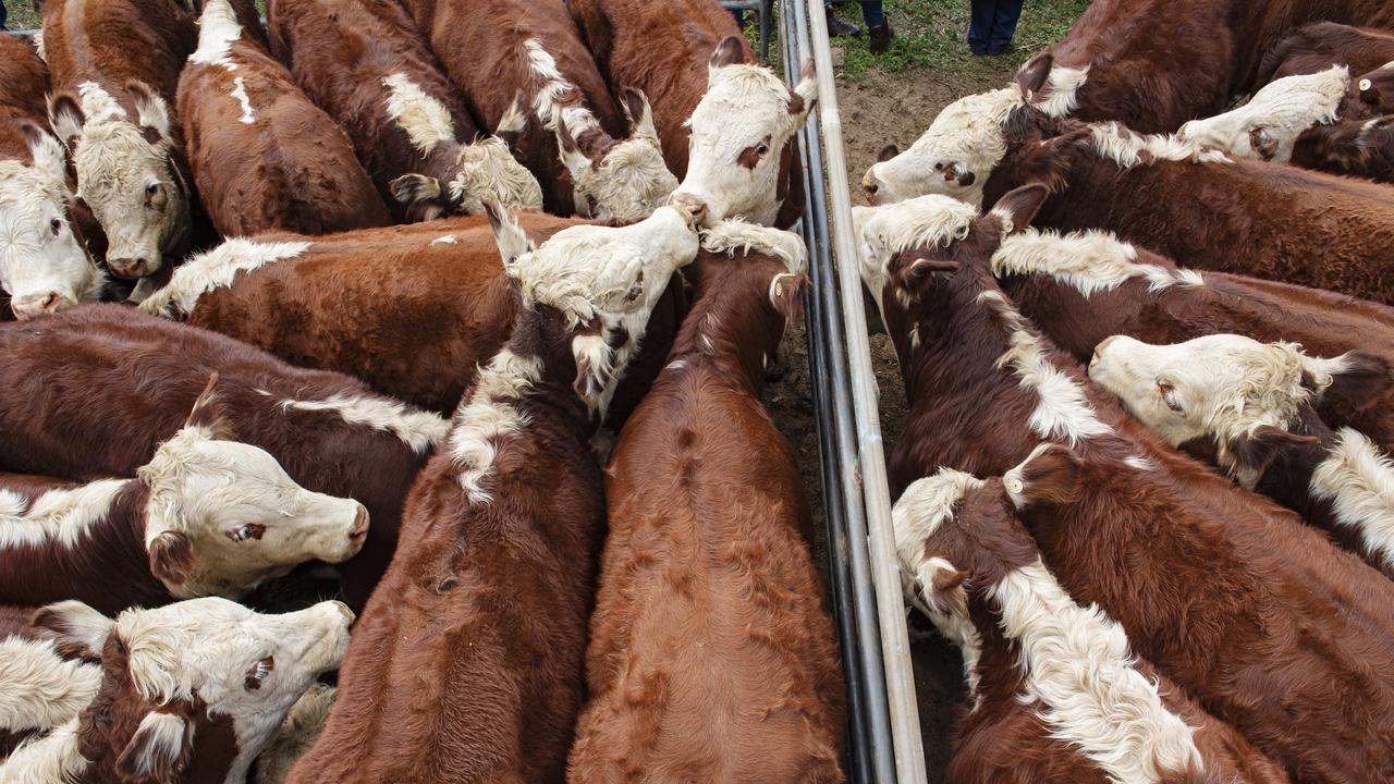 Are beef prices too hot to handle? Picture: Zoe Phillips