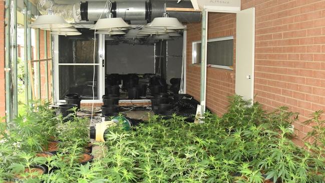 Some of the cannabis plants seized at Aberglasslyn. Credit: NSW Police