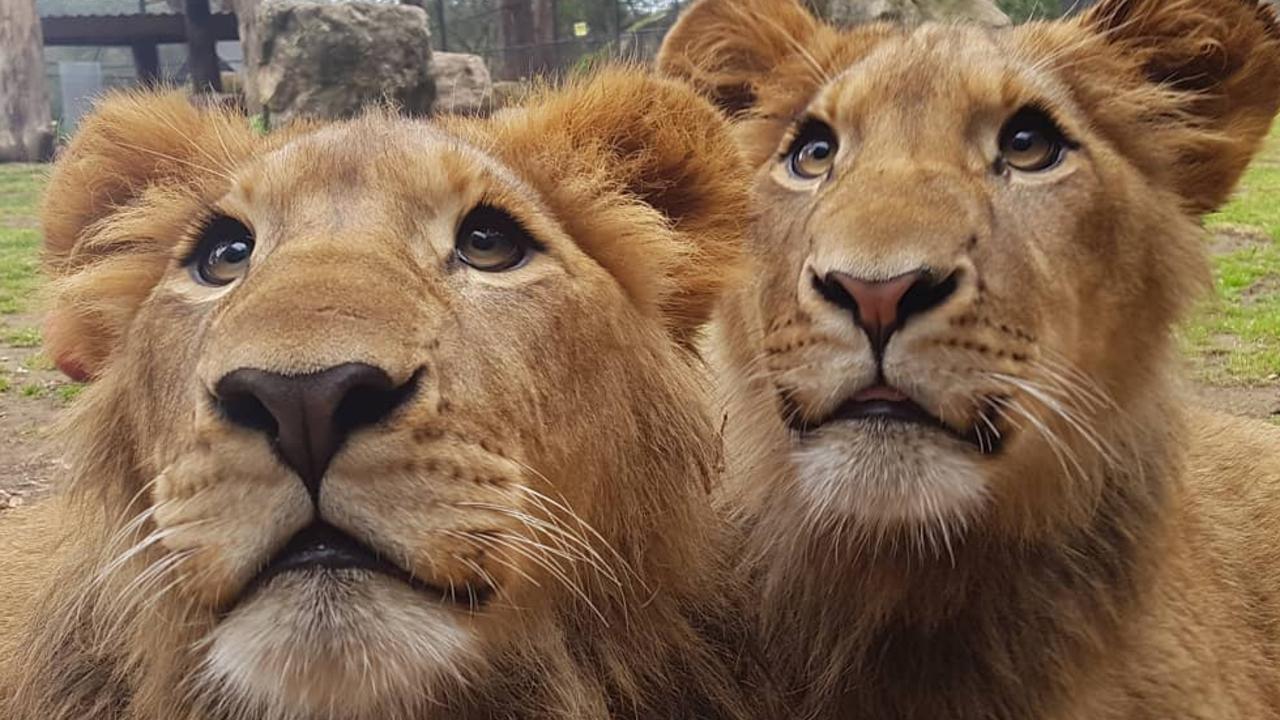 The lions at Shoalhaven Zoo. Picture: Shoalhaven Zoo/Instagram