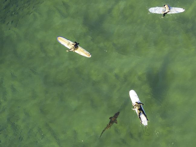 Shark: Drone photographer Jim Picot captured the moment before this shark bumped into a startled surfer off North Avoca Beach. Picture: Jim Picot.