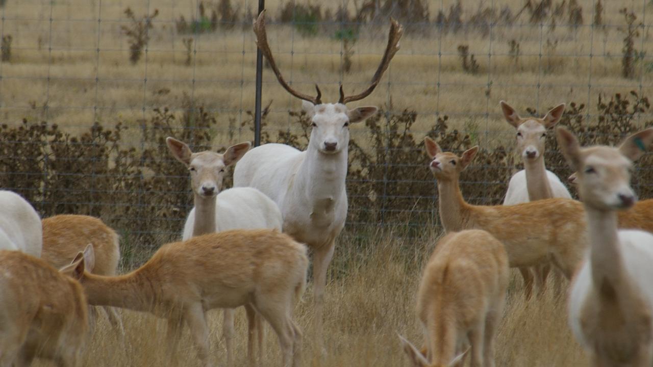 Up to 300 deer will be shot in the cull. White Fallow Deer at Benham in Tasmania. Picture: Supplied.