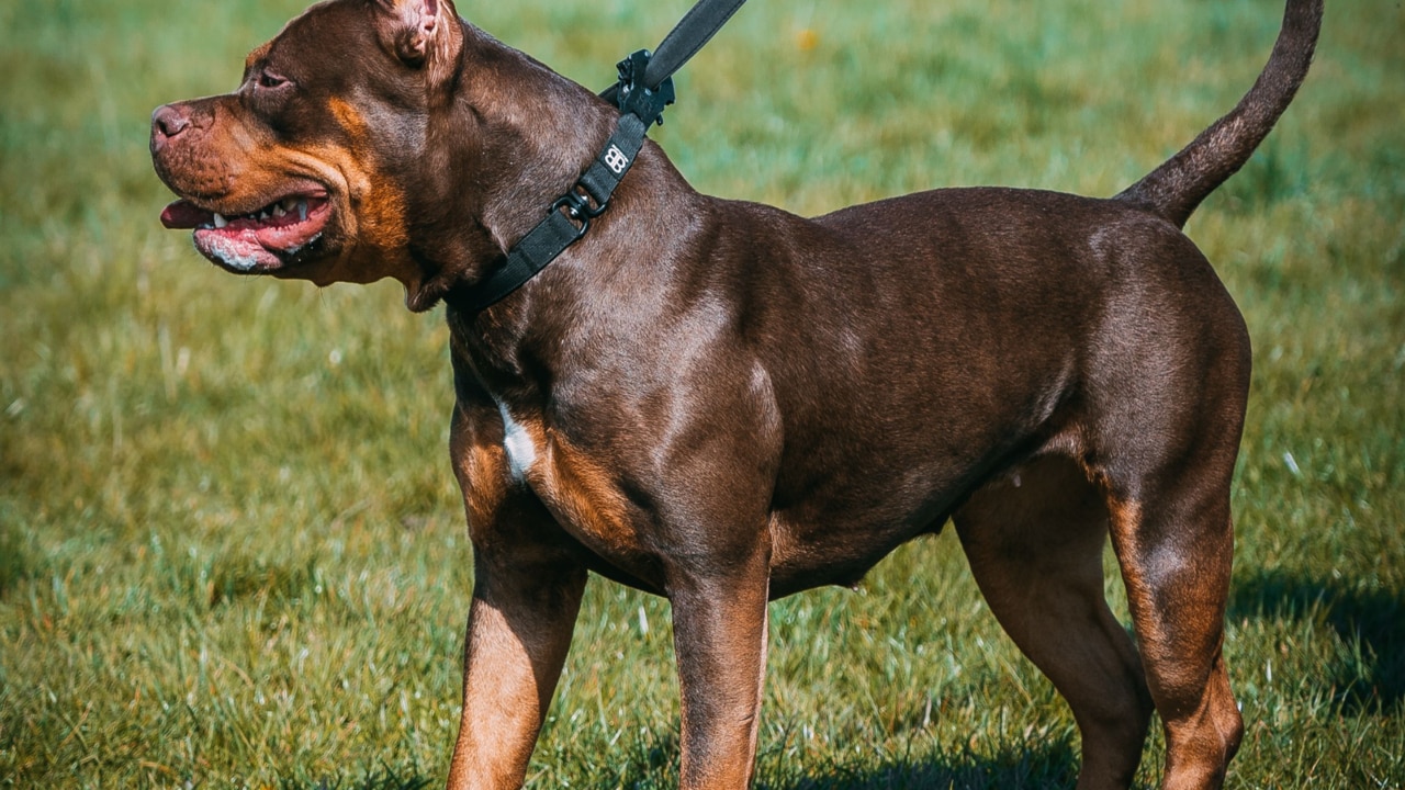 UK to ban American XL Bully dogs by end of year after recent attacks