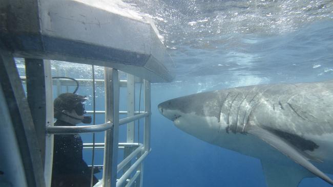 Up close with great whites in South Australia. Picture: Adventure Bay Charters