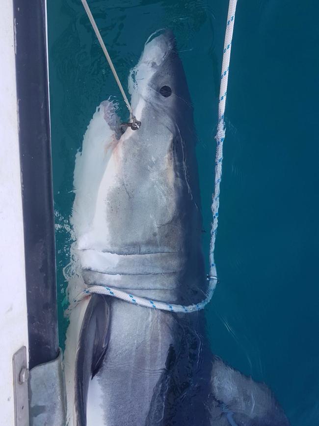 A 2.8m female white shark caught at One Mile Beach, Forster