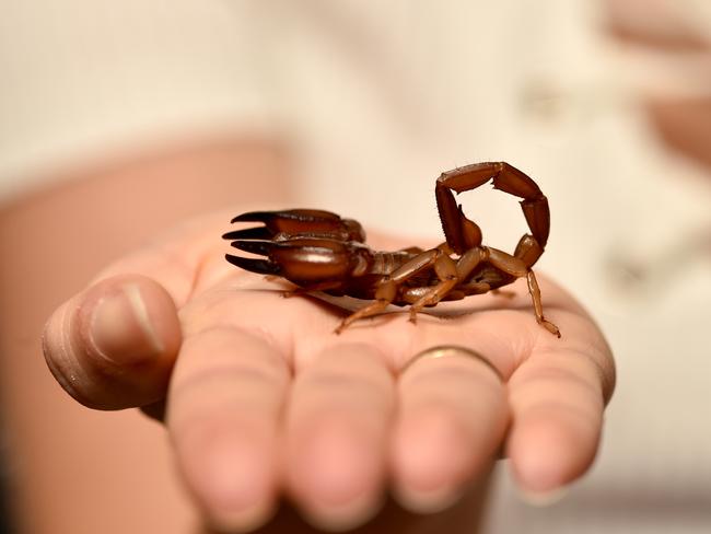 Don’t mail live scorpions – unless you’ve labelled the box. Picture: Evan Morgan