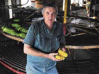 Palmwoods banana grower Peter Molenaar was forced to change from producingover-supplied Cavendish bananas to growing lady fingers in order to save his business. Picture: Cathy Adams